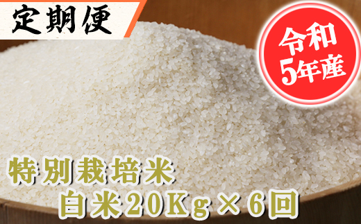 隔月発送【定期便6回】定期便 特別栽培米 白米 20kg×6回